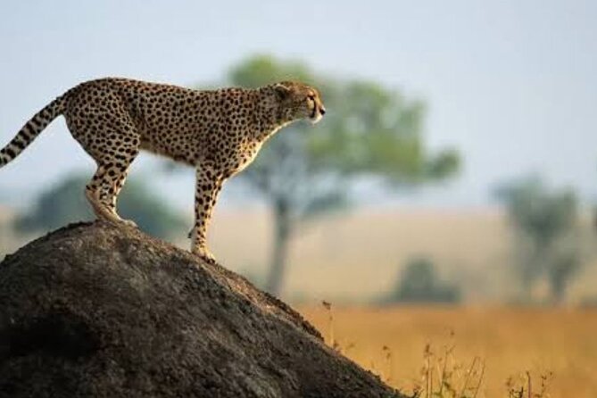 3 Days Mikumi National Park Safari Tour - Frequently Asked Questions