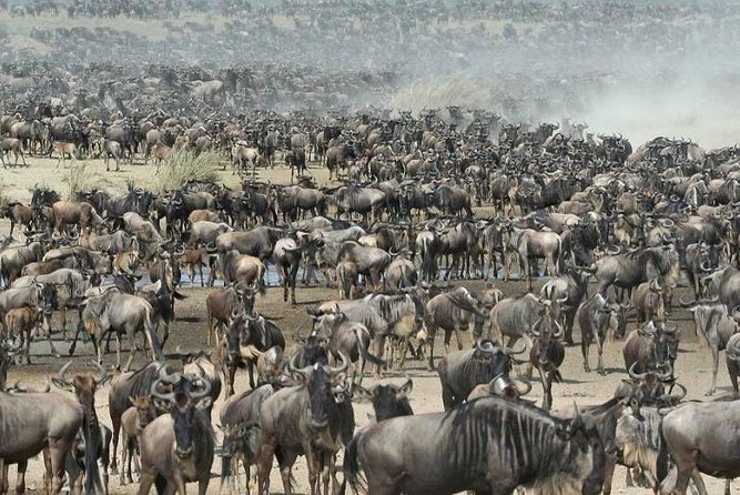3 Days PRIVATE LUXURY SAFARI to Masai Mara From Nairobi - Price and Booking Information