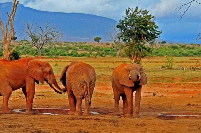 3 Days Tsavo East National Park and Taita Hills Sanctuary on Jeep - Tips for a Memorable Experience