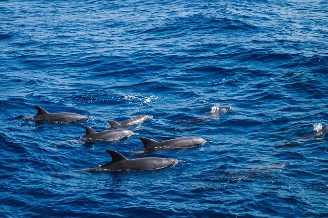 3-Hour Private Speed Boat Dolphins and Snorkeling Cruise - Customer Reviews