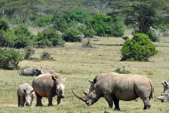 3Days Aberdares and Sweetwaters Ol Pejeta Chimpanzee Sanctuary - Services Provided