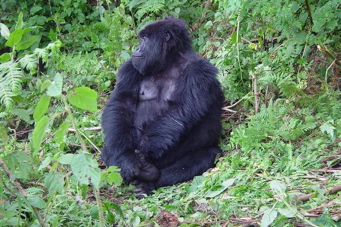 4 Day Chimpanzee Trek Wildlife and Gorilla Trekking at Bwindi Uganda - Cancellation Policy