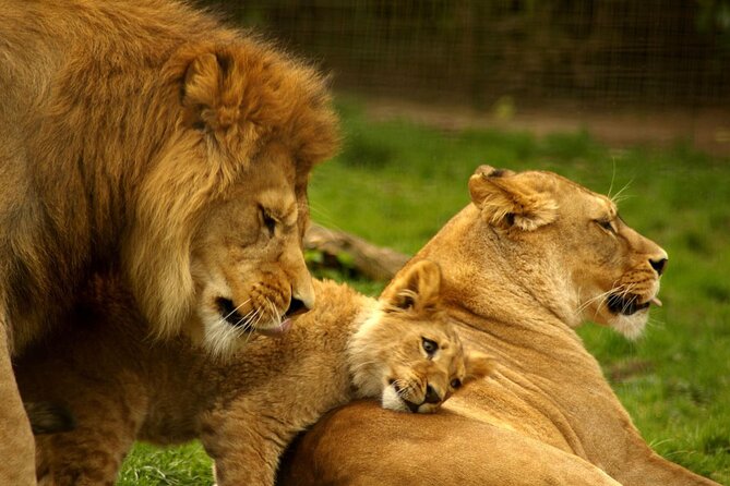 4 Day Kruger National Park Safari From Johannesburg & Pretoria - Pricing and Offers