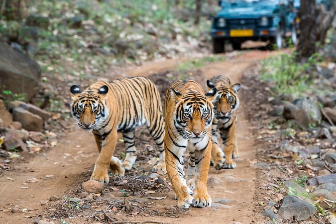 4- Day Ranthambore With Golden Triangle - Additional Booking Information