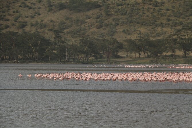 4 Day Safari in Maasai Mara and Lake Nakuru National Park - Cancellation and Free Refund Policy