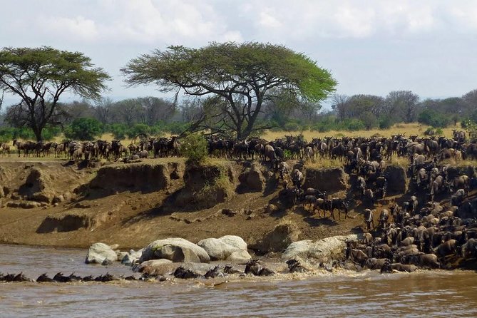 4 Day Wildebeest Migration Budget Camping Safaris - Pickup Information