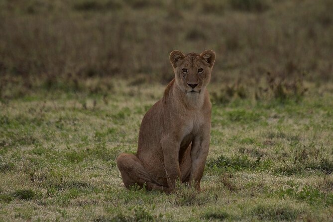 4 Days 3 Night Luxury Safari to Tarangire,Ngorongoro,Lake Manyara - The Sum Up