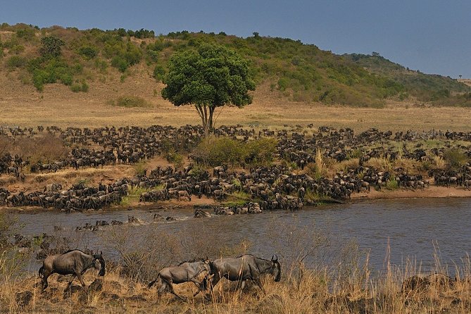 4 Days/3 Nights Adventure in Maasai Mara – Lake Nakur - Pricing and Booking Details