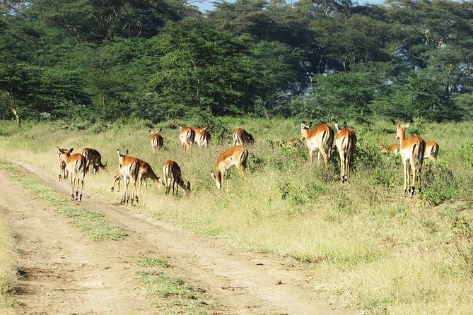 4 Days, 3 Nights Safari – Lake Nakuru and Maasai Mara Safari - Booking Process