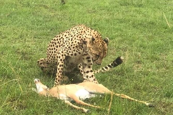4 Days Best of Kenya Safaris From Watamu - Booking and Cancellation Policy