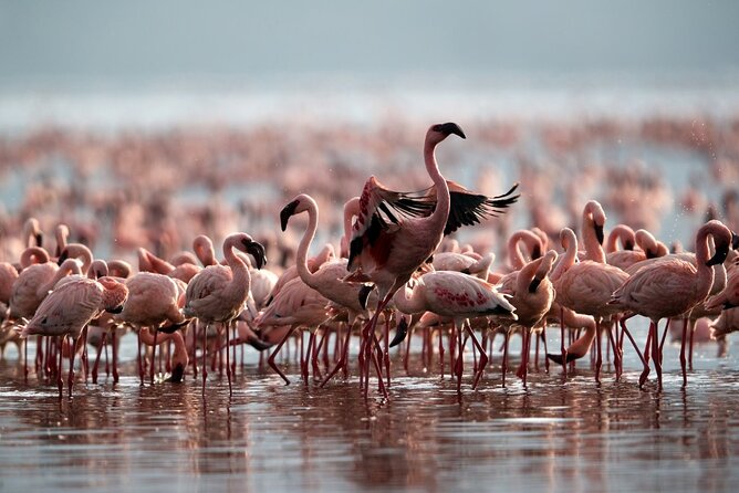 4 Days Budget Mid Range Safari Tour Tanzania - Pricing and Booking Information