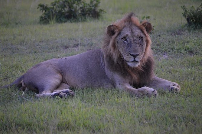 4 Days Camping Experience to Serengeti & Ngorongoro Crater From Mwanza - Pricing and Payment