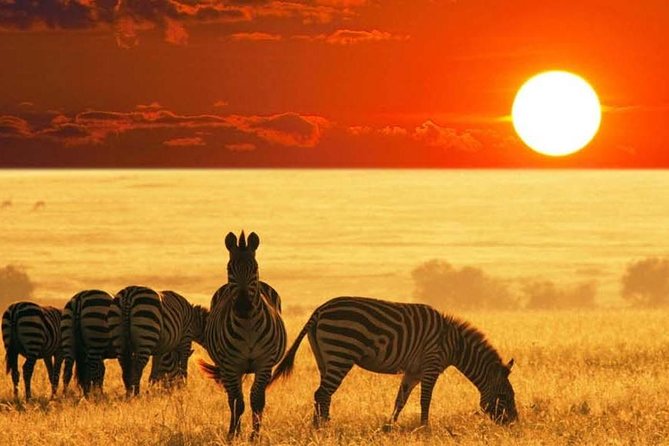 4 Days Great Wildebeest Migration Safari Maasai Mara 2020 - Booking Information