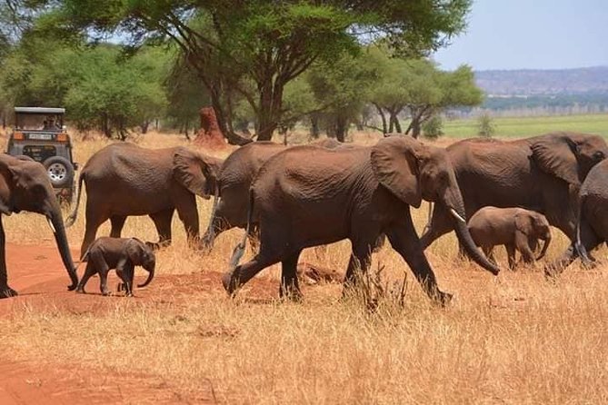 4 Days Private for 4 Pax Ngorongoro & Serengeti - Booking Information