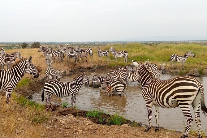 4 Days Safari Experience: Nairobi Park, City Trip And Diani Beach - Booking Information and Operator Details