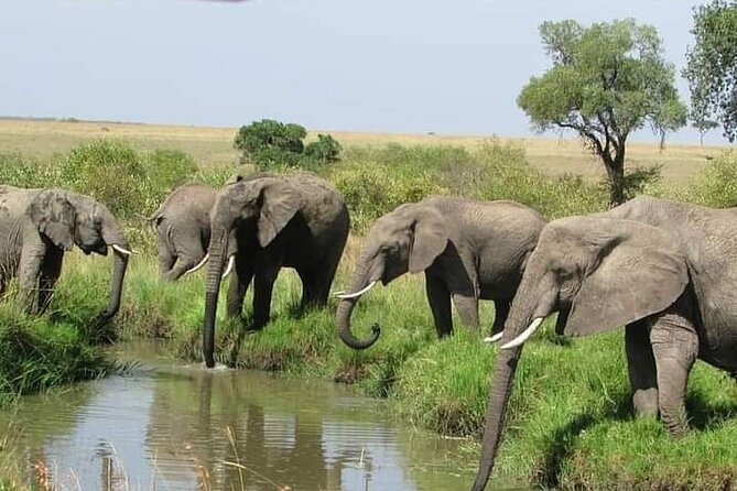 4 Days Safari Tour Masaai Mara And Lake Nakuru. - Cancellation Policy and Refunds