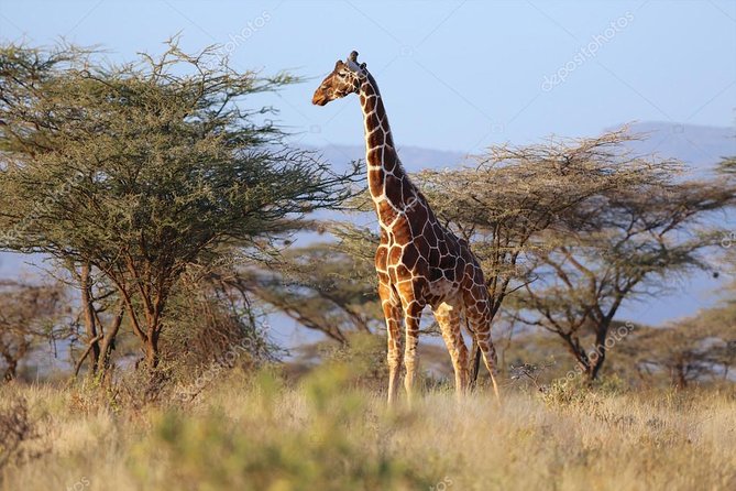 4 Days Samburu , L. Nakuru & L. Bogoria Safari Package (Minimum 2 Pax) - Booking and Pricing Information