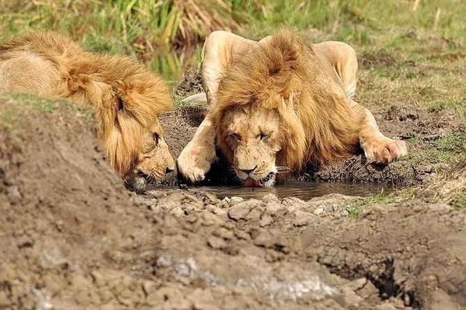 4 Days,3 Nights Group Joining Lodge Safari to Serengeti ,Ngorongoro and Manyara - Booking Process