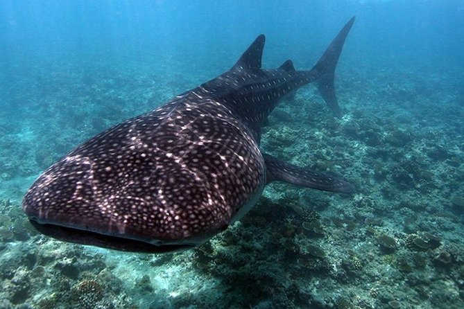 4-nights in Maldives For Solo Traveler - Additional Info