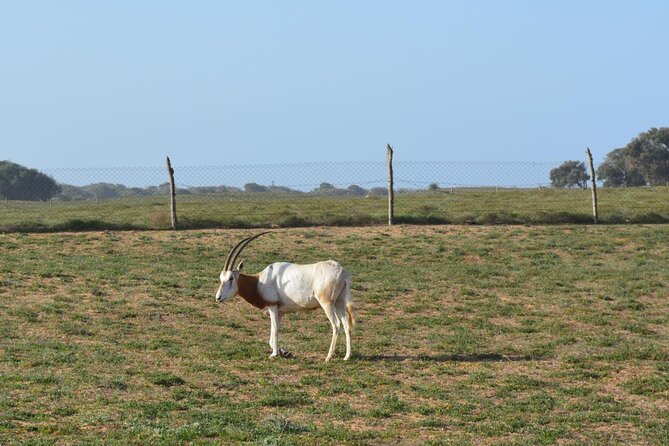 4*4 Jeep Safari & Souss Massa National Park Including Lunch - Price and Guarantee