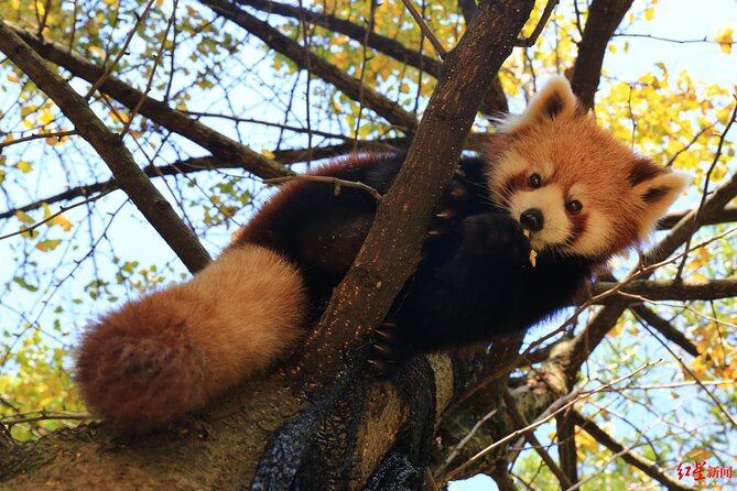 5 Day Natural Panda Paradise Tour in Chengdu - Transportation Logistics