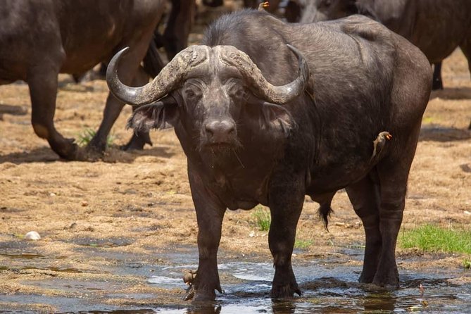 5 Day Nature Experience Mikumi and Ruaha + Ismila Stone Age+Maasai Culture - Accommodation Information