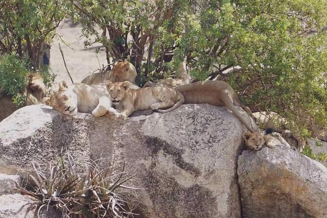 5-Day Private Classic Safari Tour of Ngorongoro and Serengeti - Booking Options