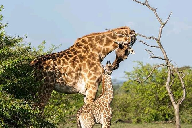 5 Day Private Kidepo Valley Park Safari in Uganda - Accommodation Details