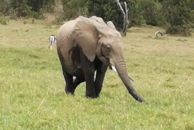 5 Days Amboseli, Lake Nakuru and Masai Mara Safari - Pricing and Inclusions