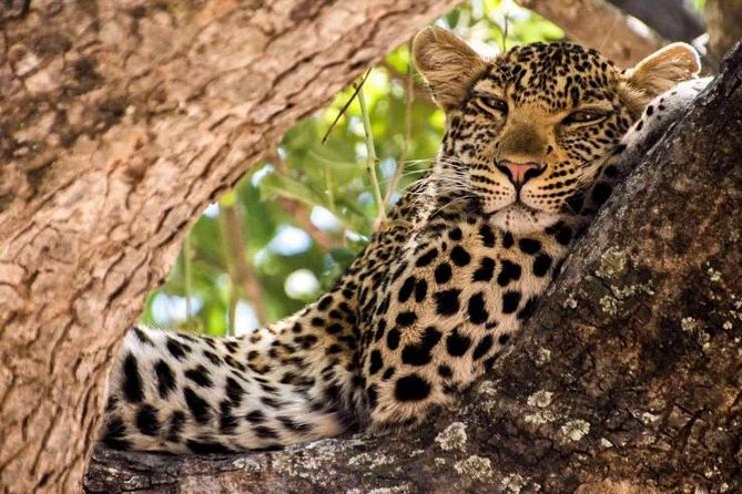 5 Days Dream of Africa Safari Adventure - Price and Guarantee