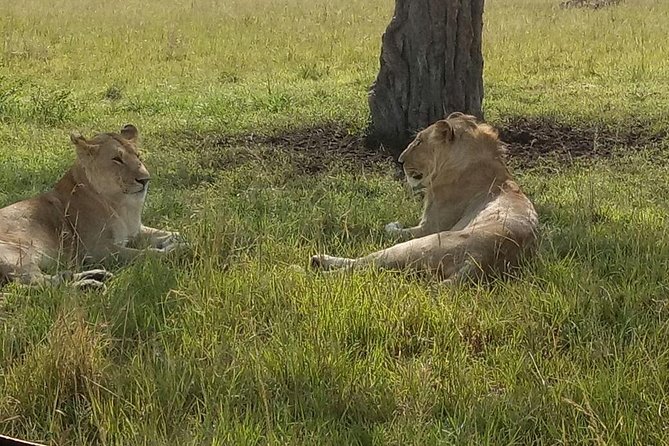 5 Days Kenya Adventurous Safari - Dining Experience Details