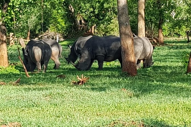 5 Days Uganda Wildlife Tour & Chimpanzee Habituation Experience - Accessibility and Health Recommendations