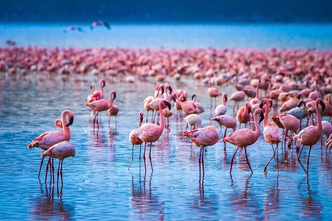 6-Day Private Tour in Samburu, Nakuru and Maasai Mara - How to Book and Contact Details