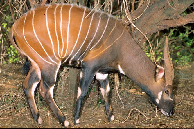 6 Days Aberdares, Lake Bogoria & Masai Mara Wildlife Safari - Booking & Cancellation Policies