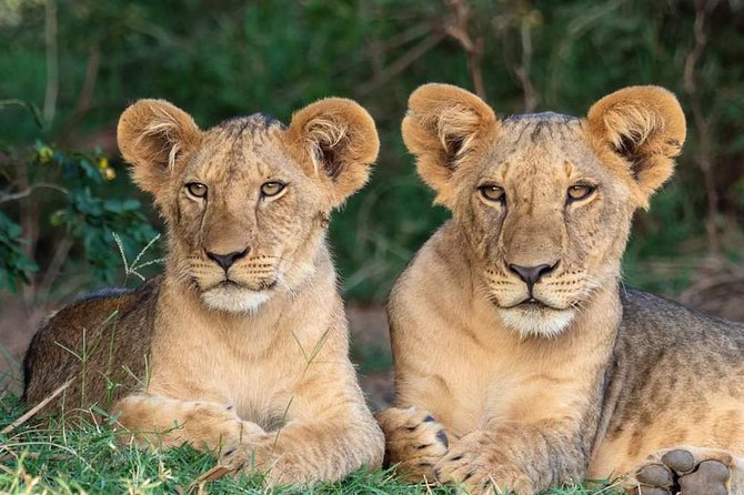 6 Days Budget Camping Tanzania Safari Highlights - Tips for a Successful Safari