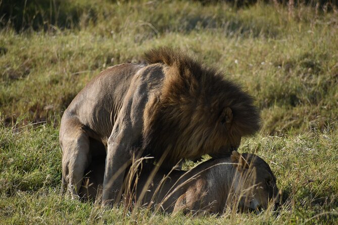 6 Days Kenya Luxury Safari 2024 - Meals Provided