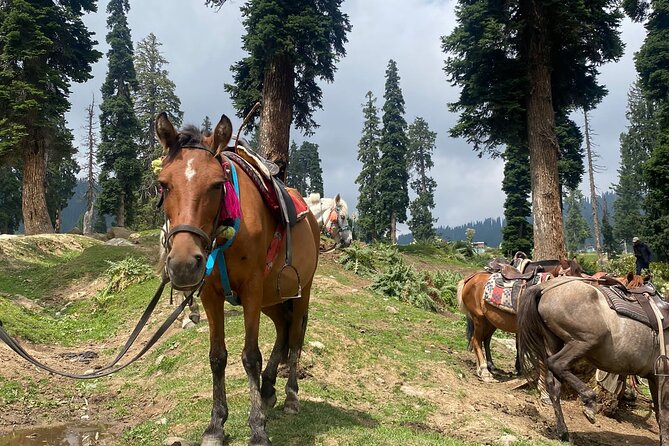 6 Days Private Guided Tour From Kashmir to Delhi - Transportation Information
