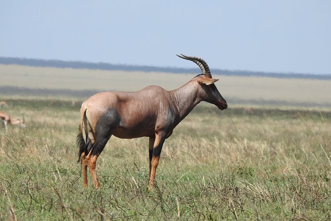 6 Days Private Safari With Mid-Range Lodges or Camps - Pickup and Transportation Details