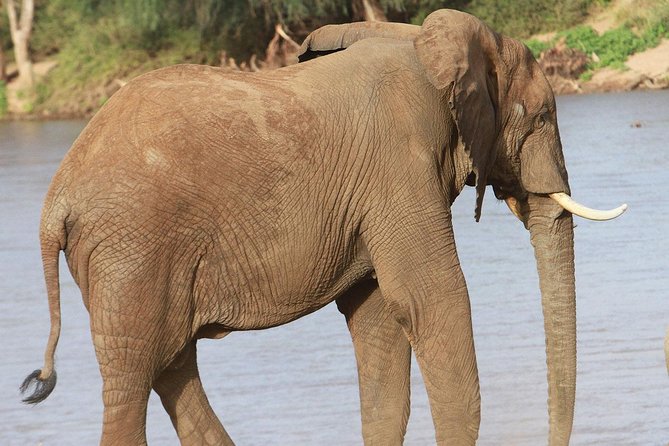 6 Days Samburu Sweetwaters Lake Nakuru & Lake Naivasha Wildlife Safari - Safari Pickup and Logistics