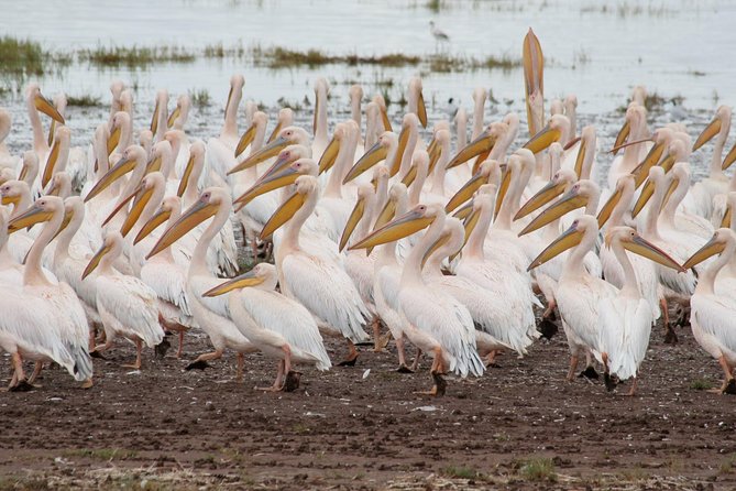 6 Days Tanzania Budget Camping Safari - Safari Vehicle and Amenities