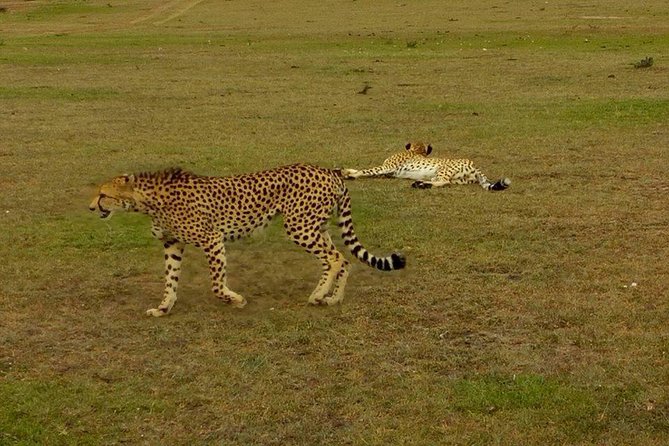 6 Days Unforgettable Safari in Masai Mara, Nakuru, and Amboseli, Kenya - The Sum Up