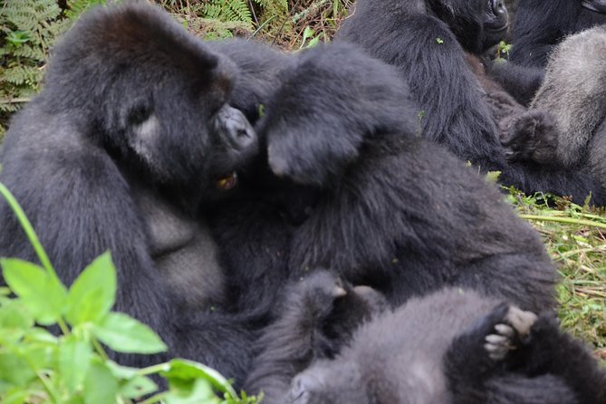 6 Exciting Days in Rwanda - Day 4: Safari at Akagera National Park