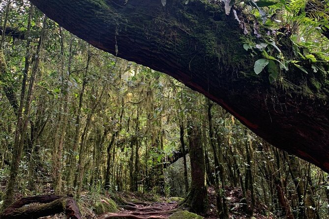 6 Hours Kilimanjaro Day Hike to Mandara Hut and Maundi Crater - What To Expect and Physical Requirements
