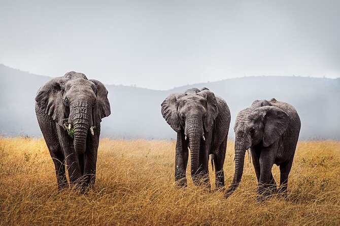 7 Day: Wildlife Adventure Plus Materuni Waterfalls