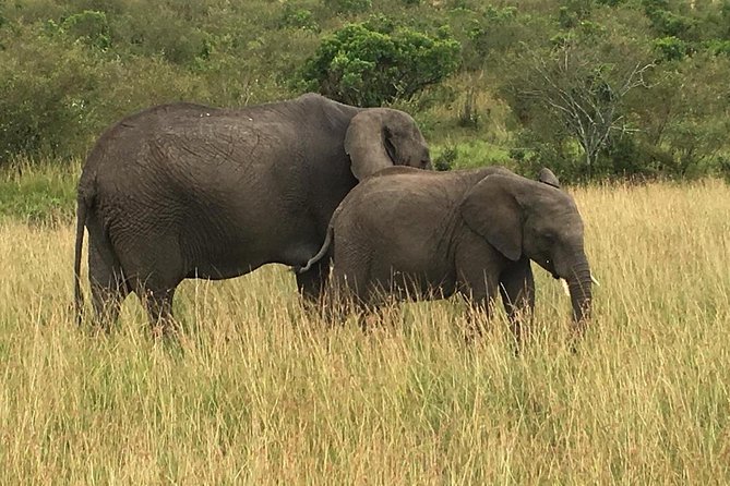 7 Days Adventurous Maasai Mara – Naivasha – Nakuru – Amboseli - Day 4: Lake Nakuru National Park