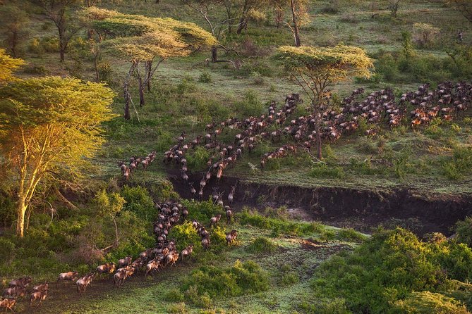 7 Days Lewa Conservancy & Maasai Mara Luxury Safari - Dining Experiences