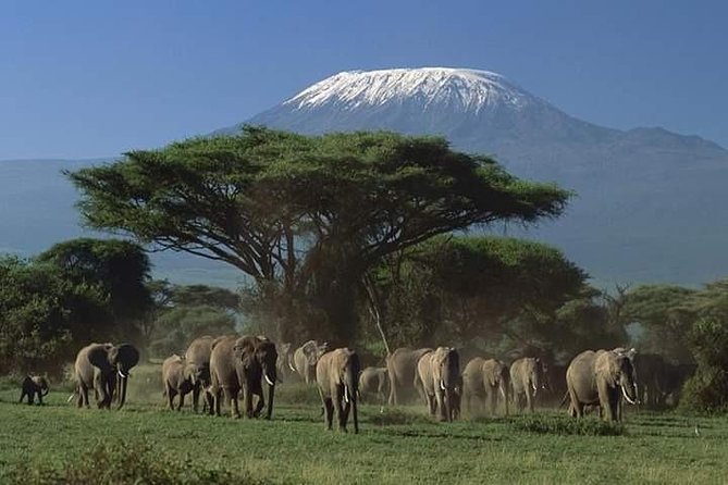 7 Days Safari and Beach Holiday Package From Mombasa - Booking Process and Tips