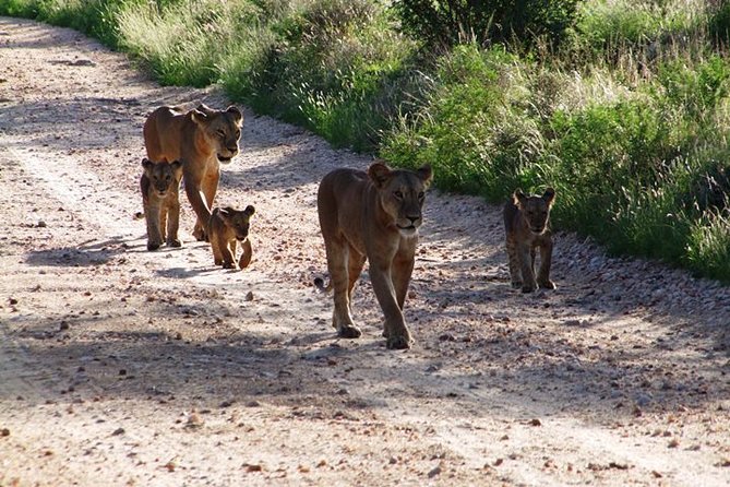 7 Days Safari Tour Starting From Mombasa - Day 7: Return to Mombasa