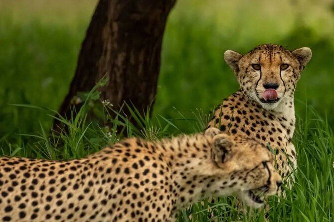 7 Days Simba Luxury Adventure Safari With Transfer - Frequently Asked Questions