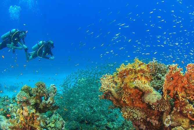 7-Hours Scuba Diving & Snorkeling With Lunch in Hurghada - Tax Fees & Transfer Charges